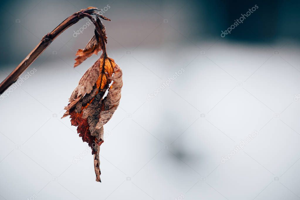 Withered leaf on a branch
