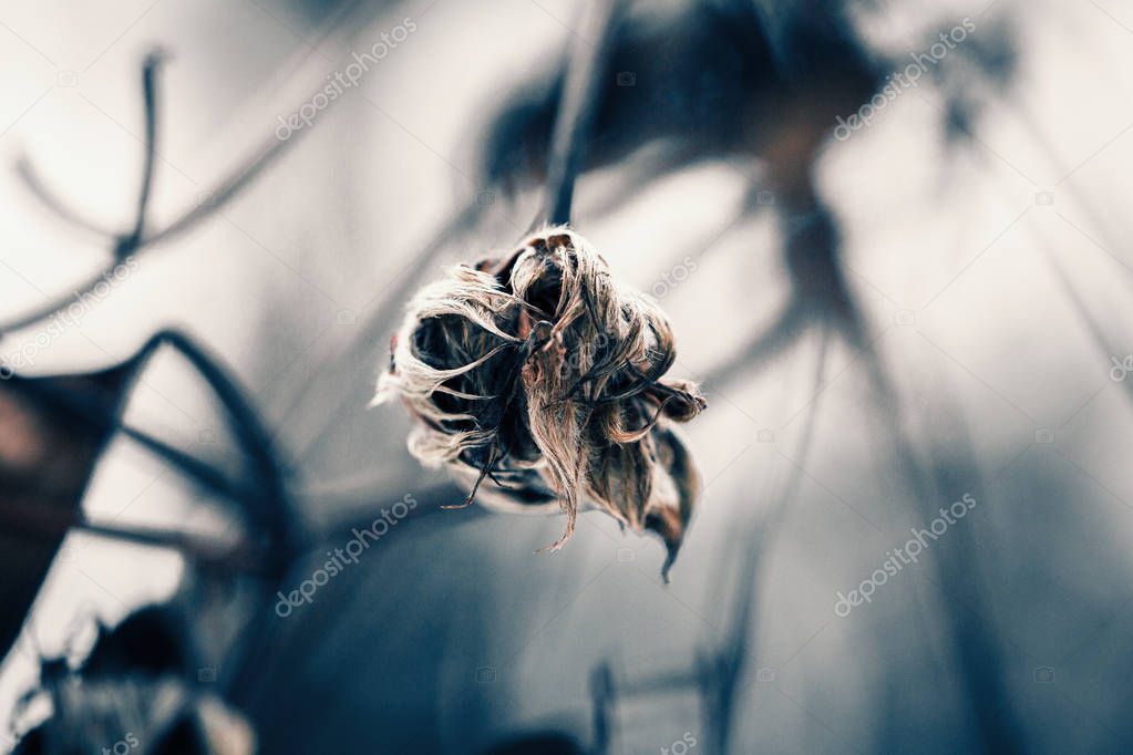 Withered draft plant