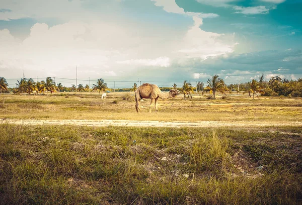 Camel on pasture — Stock Photo, Image