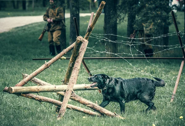 Dog breaks a wooden barrage — Stock Photo, Image