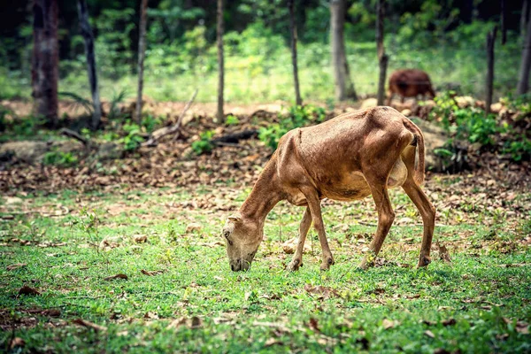 De schapen Sheared — Stockfoto