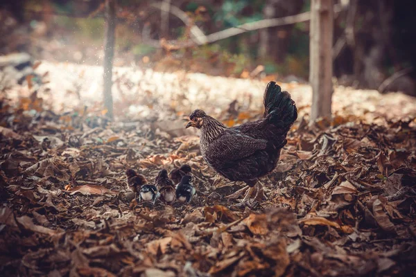 Gallina con pulcini — Foto Stock