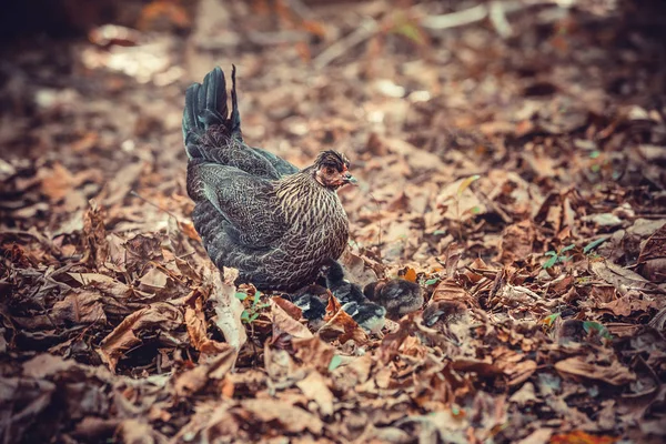 Hen with chicks — Stock Photo, Image