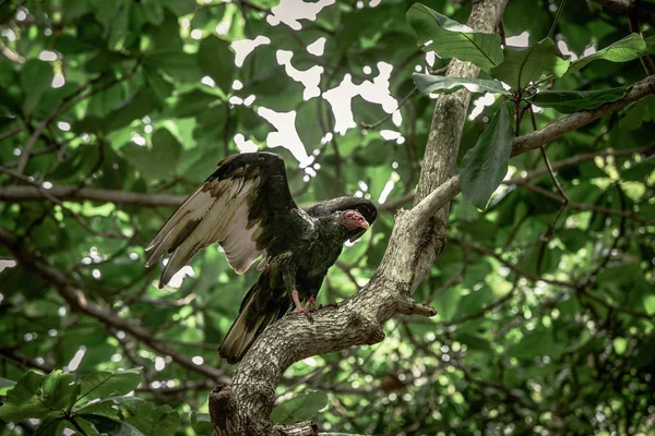 Buitre en los árboles — Foto de Stock