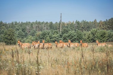 vahşi Przewalski atlar 