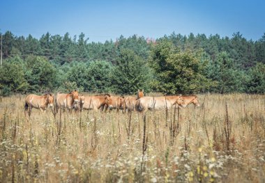 vahşi Przewalski atlar 