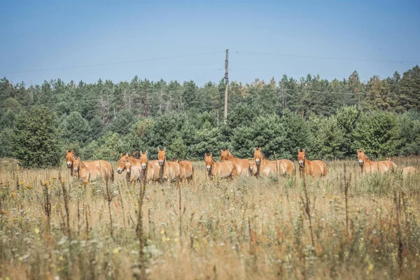 vahşi Przewalski atlar 