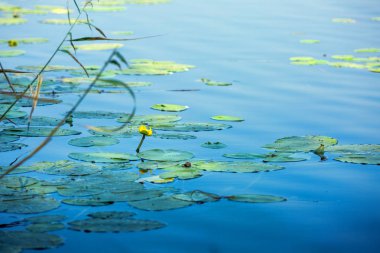 yellow water lilies