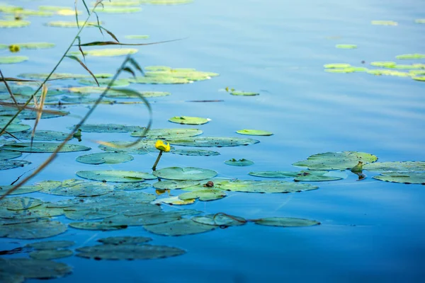 yellow water lilies