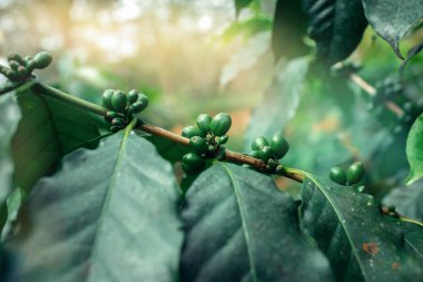 Küba kahve saç ekimi