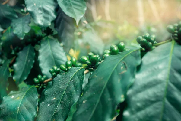 Küba kahve saç ekimi