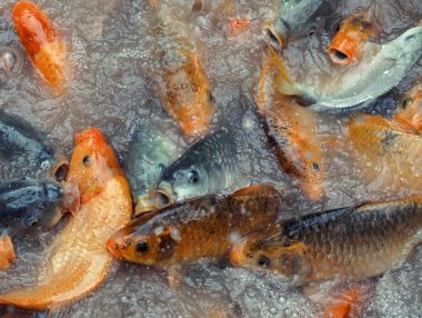 yemek için mücadele koi sazan