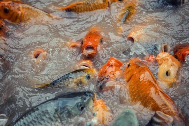 yemek için mücadele koi sazan