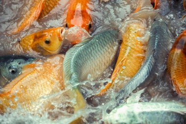 yemek için mücadele koi sazan