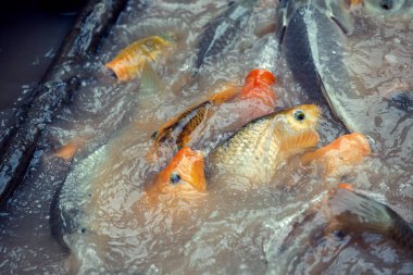 yemek için mücadele koi sazan