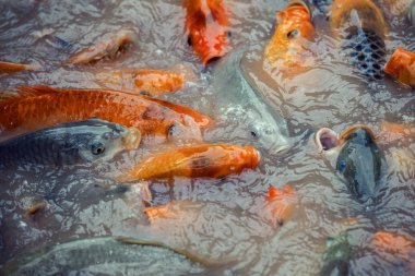 yemek için mücadele koi sazan