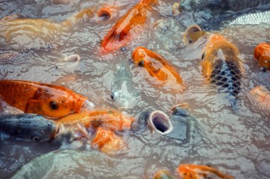 yemek için mücadele koi sazan