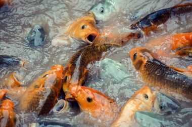 yemek için mücadele koi sazan