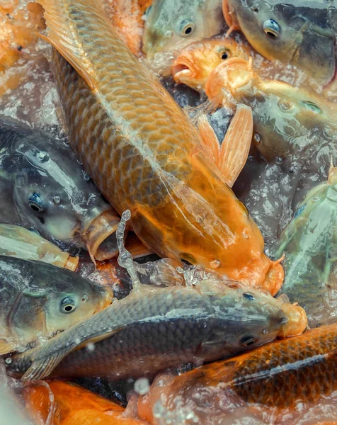 Carp Koi Fighting Food — стоковое фото