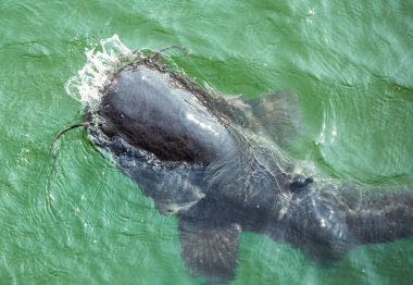 Chernobyl nükleer santral soğutma havuzda dev yayın balığı