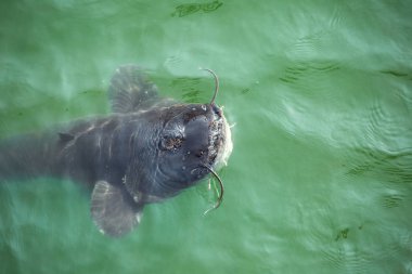 Chernobyl nükleer santral soğutma havuzda dev yayın balığı