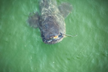 Chernobyl nükleer santral soğutma havuzda dev yayın balığı