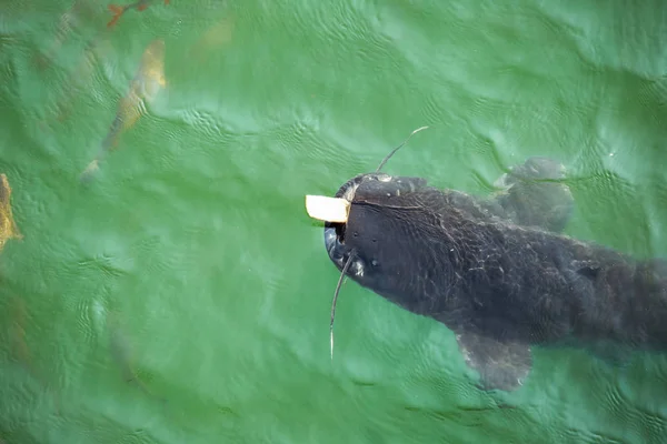 giant catfish in the cooling pond of the Chernobyl nuclear power plant