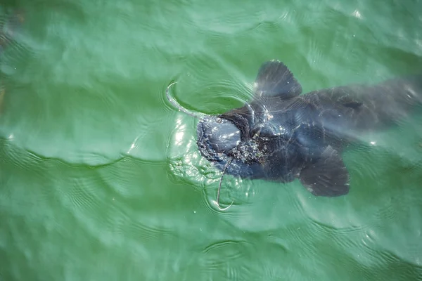 giant catfish in the cooling pond of the Chernobyl nuclear power plant