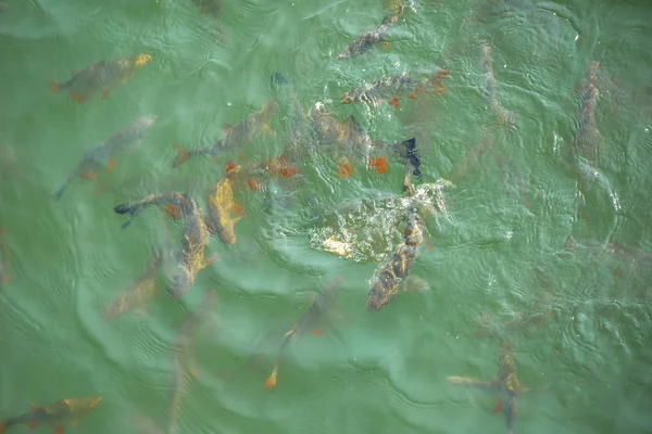 giant catfish in the cooling pond of the Chernobyl nuclear power plant