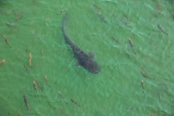 giant catfish in the cooling pond of the Chernobyl nuclear power plant