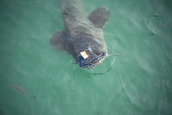 giant catfish in the cooling pond of the Chernobyl nuclear power plant