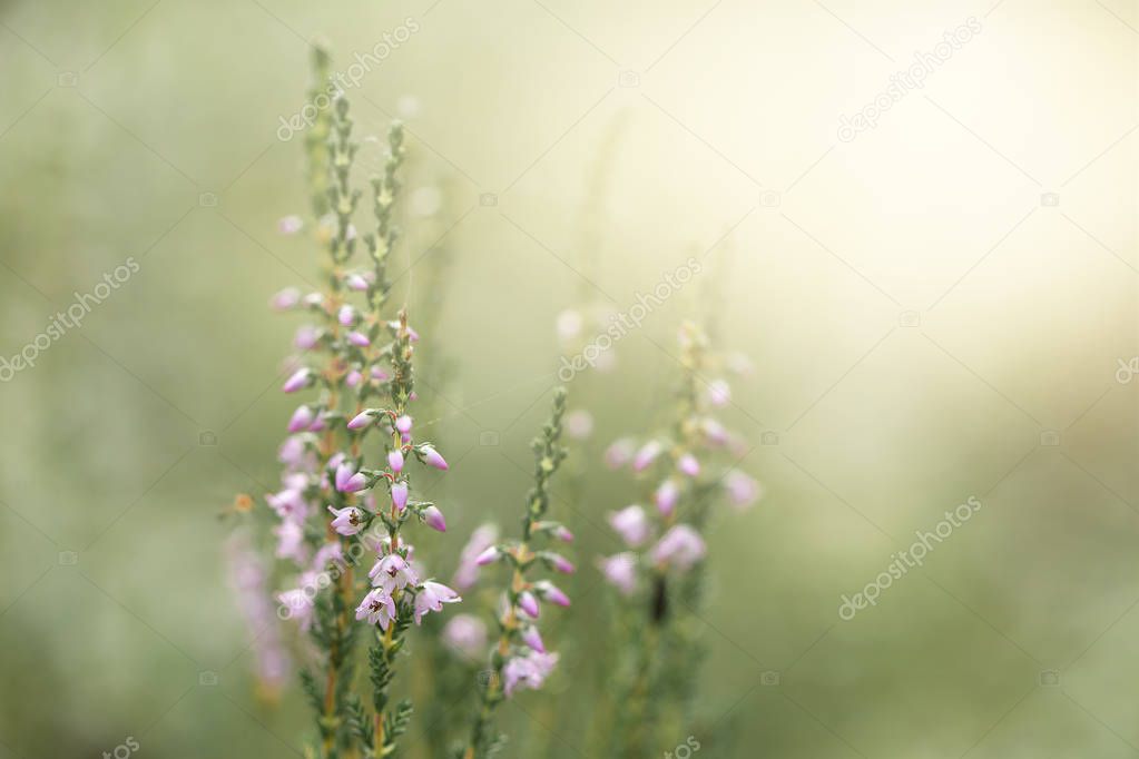Heather. A purple-flowered Eurasian heath that grows abundantly on moorland and heathland.