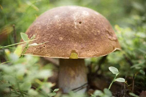 Witte Schimmel Het Gras — Stockfoto