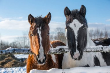  Kış ortasında çifti