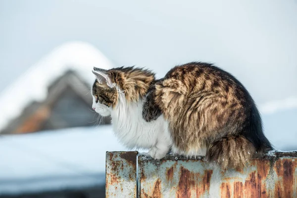 フェンスの上に座って猫 — ストック写真