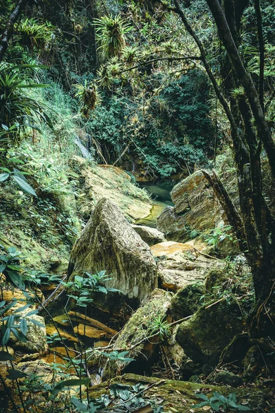 Hutan Liar Kuba — Stok Foto