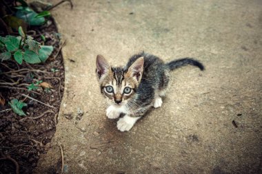Küba'da evsiz küçük kedi yavrusu