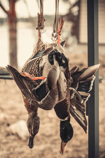 birkaç ölü ördek