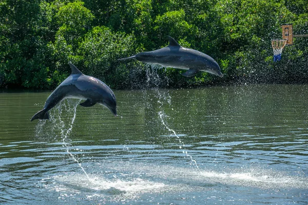 Two dolphins jumping in the pool