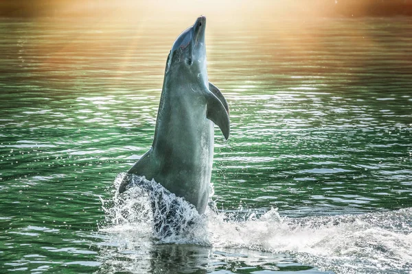 Gölde dinmesini oynayan sevimli yunus