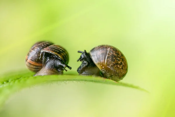 Par Caracoles — Foto de Stock