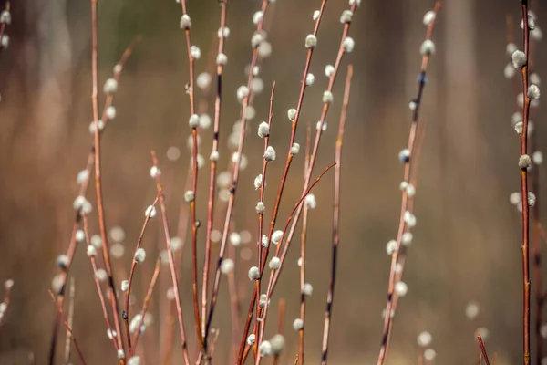 Arbusto Salgueiro Dia Ensolarado Primavera — Fotografia de Stock