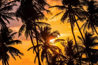 ve bir gün batımı arka plan tropikal palmiye ağaçlarının Silhouettes