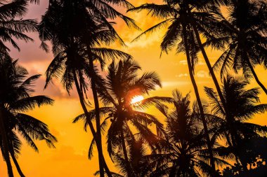 ve bir gün batımı arka plan tropikal palmiye ağaçlarının Silhouettes