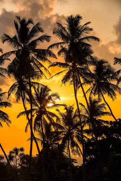 Silhouettes Palmiers Sur Fond Coucher Soleil Sous Les Tropiques — Photo