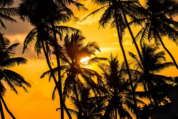 ve bir gün batımı arka plan tropikal palmiye ağaçlarının Silhouettes