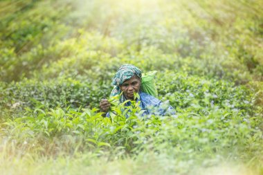 Sri Lanka, Bentota - 26 Nisan 2018: yaşlı bir kadın çay toplar
