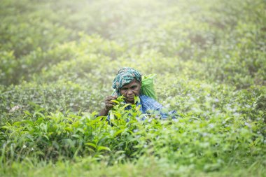 Sri Lanka, Bentota - 26 Nisan 2018: yaşlı bir kadın çay toplar