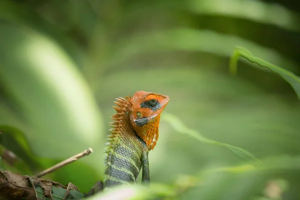 Lagarto Verde Del Árbol Sentado Hierba —  Fotos de Stock