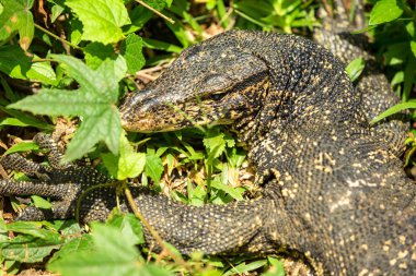 Varan Sinharaja, Sri Lanka, yağmur ormanlarında güneşin tadını çıkarma